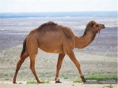 Dromedary Camel